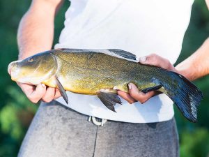 frischer Fang bei Lechler Bootsstände & Fischerei